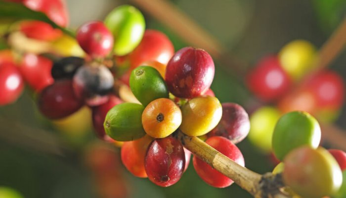 Photo 21888954 | Coffee Plant © Vojtech Vlk | Dreamstime.com