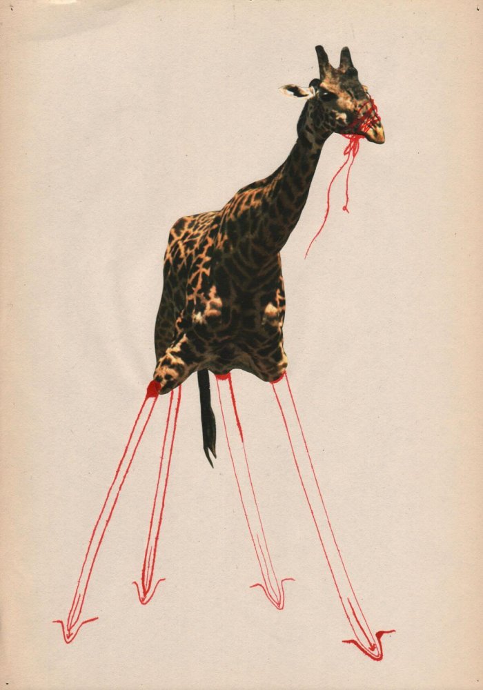 Projekt Srdce žirafy V Zajetí Je O Dvanáct Kilogramů Lehčí Evy Koťátkové Na Bienále Umění V Benátkách