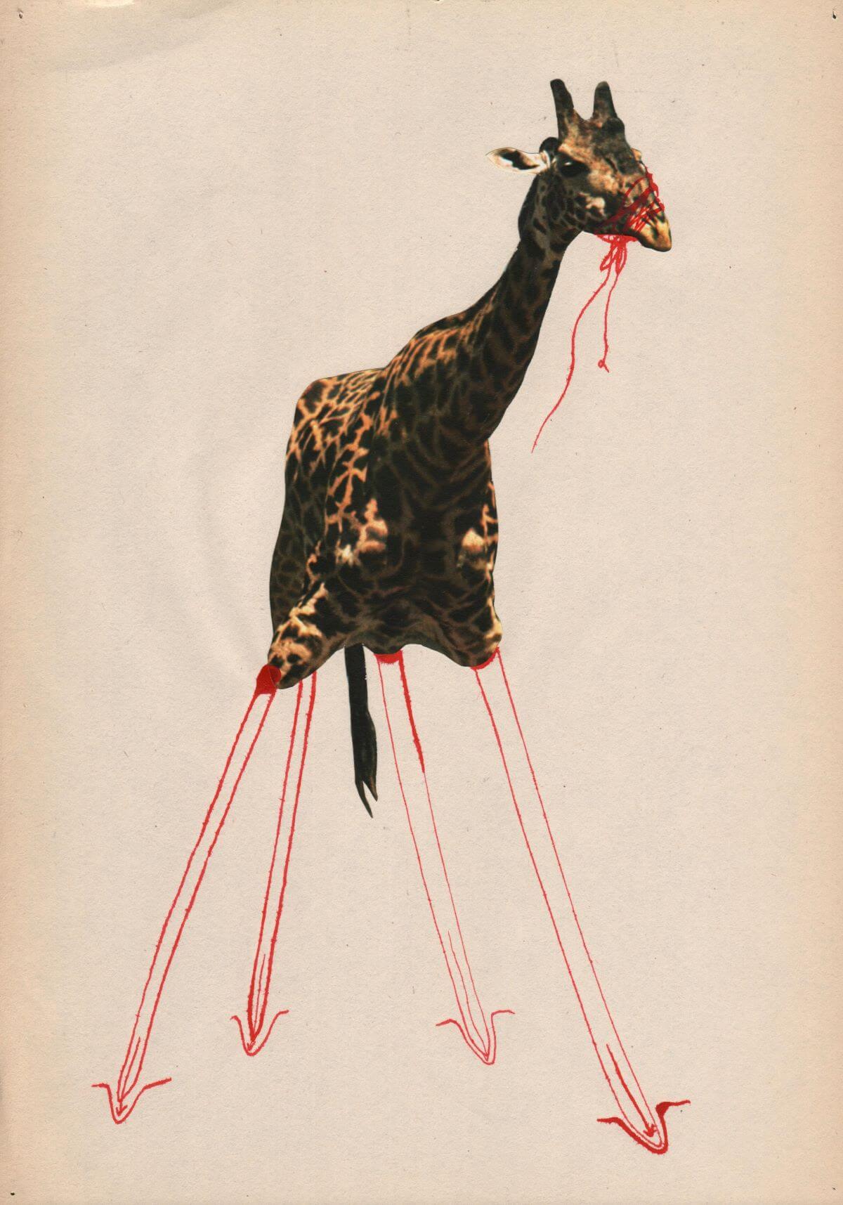 Ilustrace žirafa Lenka / Eva Koťátková
