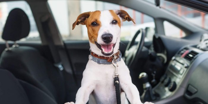 Úvodní Foto Dog In A Car