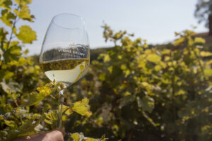 zdroj: Vinné sklepy Kutná Hora