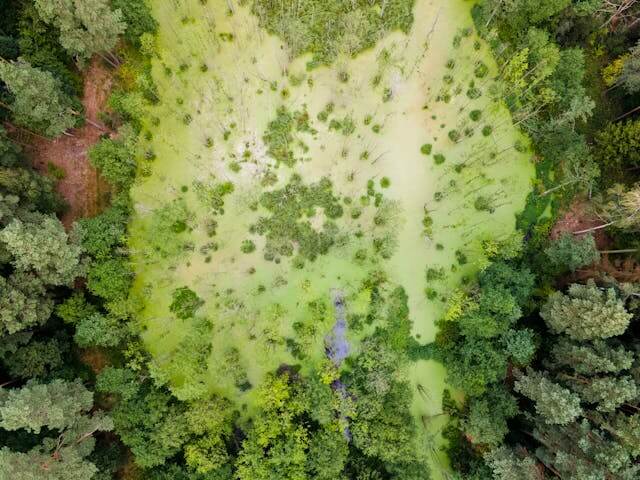 Trees In Wrong Places Can Make Cities Hotter At Night