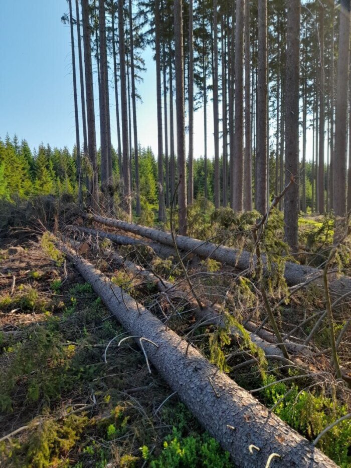 VLS Snižují Množství Kůrovcového Dříví A Zdravotní Stav Lesa Monitorují I Z Družic