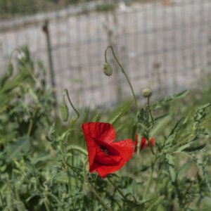 Foto Inés Karčáková