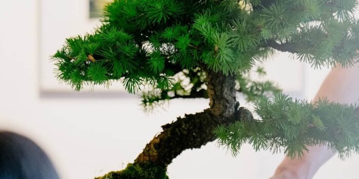 Foto: Galerie Portu 1560 Ve Spolupráci Se SČUG Hollar Vás Zvou Na Výstavu S Názvem Přes Kontinent: Česká A Japonská Současná Grafika. / Foto Port 1560