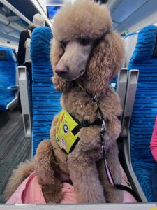 Foto HELPPES - Centrum  výcviku psů pro postižené, o.p.s.